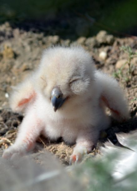 Путешествие в мир заповедной природы Оренбуржья: Музейное занятие