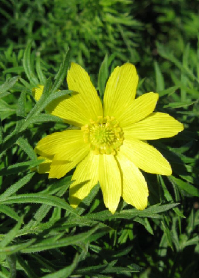 Беседа о первоцветах. Музейное занятие