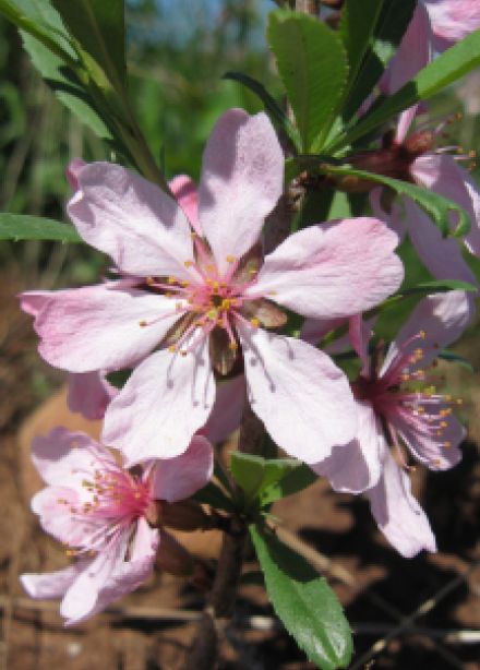 Раннецветущие виды растений во флоре России и Оренбуржья. Музейное занятие