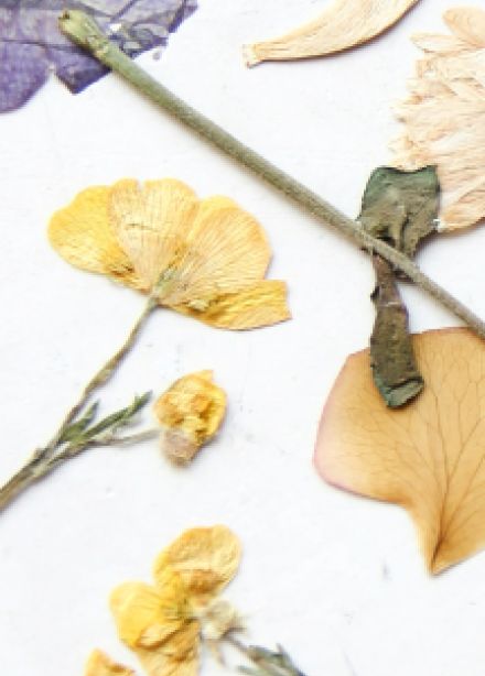 Музейное занятие: Что такое гербарий