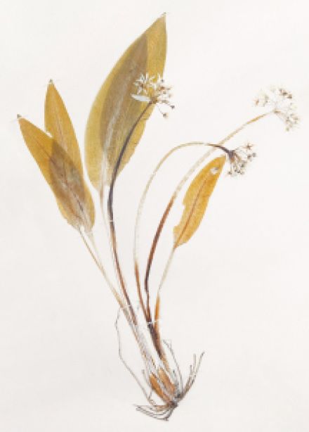 Музейное занятие: Гербарии и гербарные коллекции